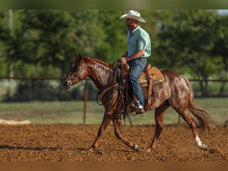 American Quarter Horse Giumenta 7 Anni 150 cm Sauro ciliegia in Kingston