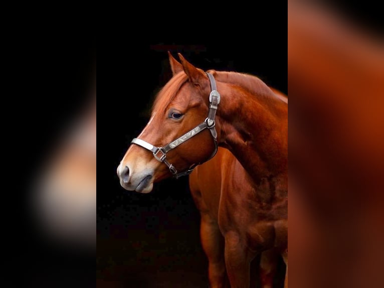 American Quarter Horse Giumenta 7 Anni 150 cm Sauro in Vorstenbosch