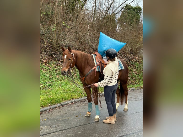 American Quarter Horse Giumenta 7 Anni 151 cm in Bad Wimpfen