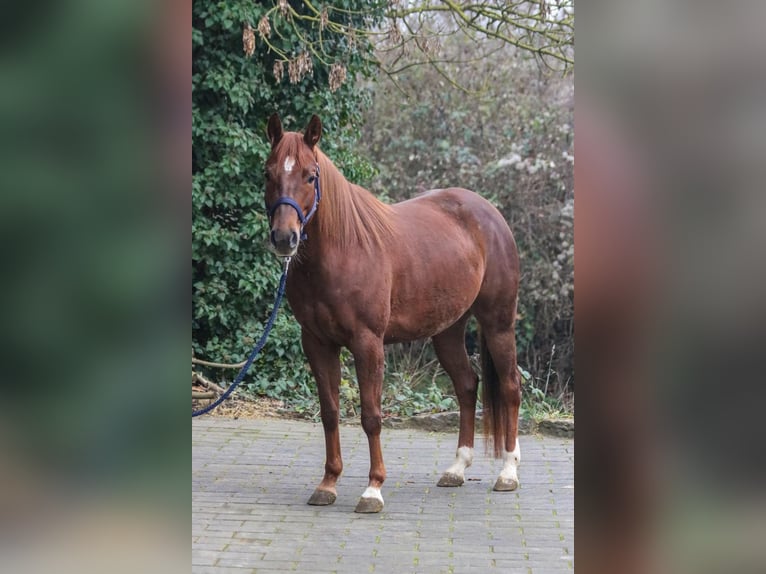 American Quarter Horse Giumenta 7 Anni 151 cm in Bad Wimpfen