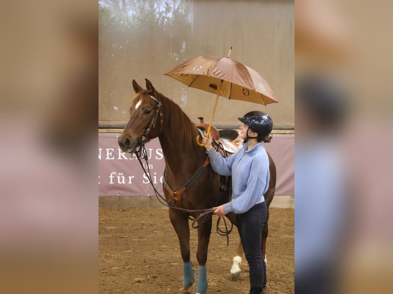 American Quarter Horse Giumenta 7 Anni 151 cm in Bad Wimpfen