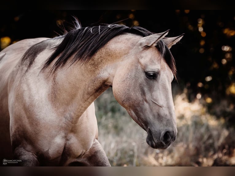 American Quarter Horse Giumenta 7 Anni 151 cm Falbo in Schärding Vorstadt