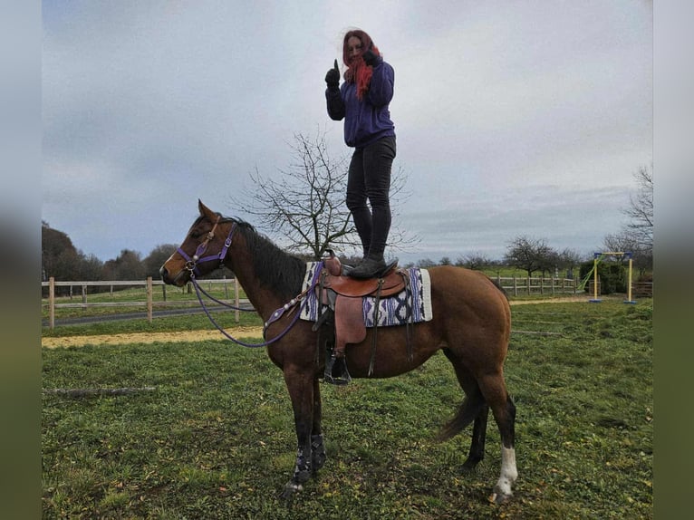 American Quarter Horse Giumenta 7 Anni 152 cm Baio in Linkenbach