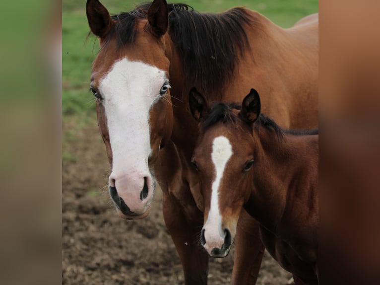 American Quarter Horse Giumenta 7 Anni 152 cm Baio in Waldshut-Tiengen