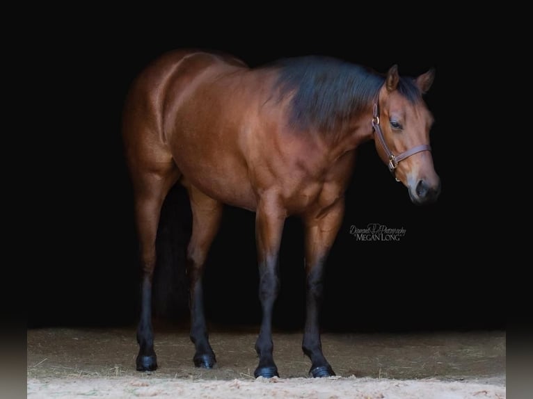 American Quarter Horse Giumenta 7 Anni 152 cm Baio ciliegia in Ravenna