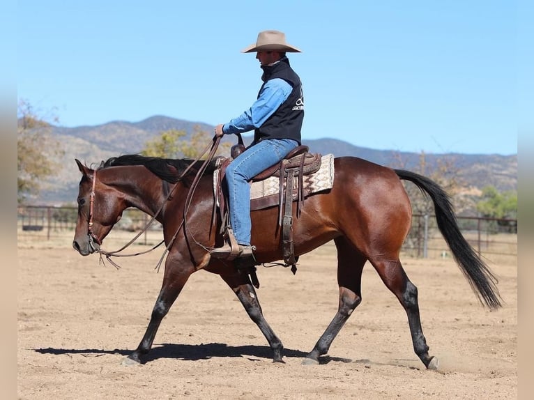 American Quarter Horse Giumenta 7 Anni 152 cm Baio ciliegia in Dewey, AZ