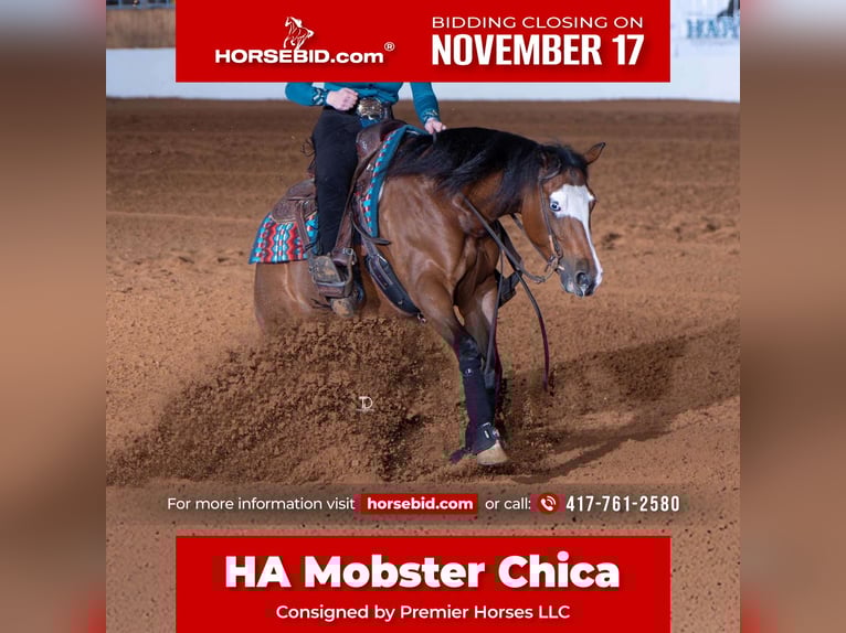 American Quarter Horse Giumenta 7 Anni 152 cm Baio ciliegia in Buffalo