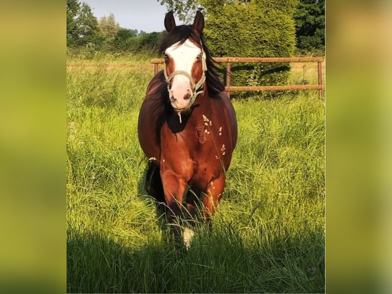 American Quarter Horse Giumenta 7 Anni 152 cm Baio in Haltern am See