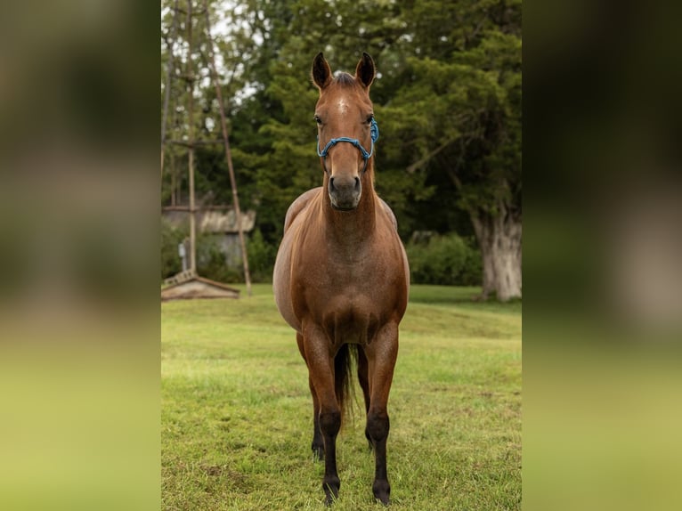 American Quarter Horse Giumenta 7 Anni 152 cm Baio roano in Marshall