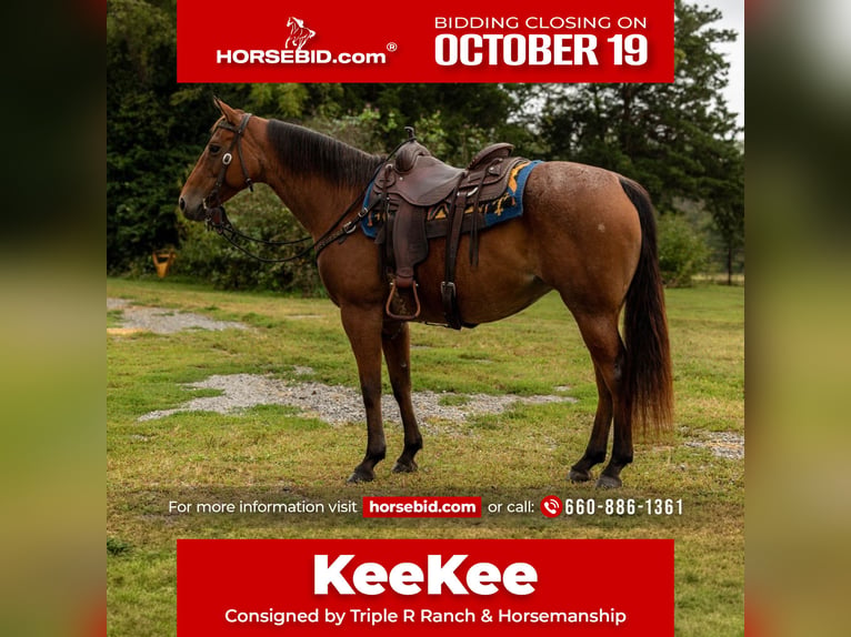 American Quarter Horse Giumenta 7 Anni 152 cm Baio roano in Marshall