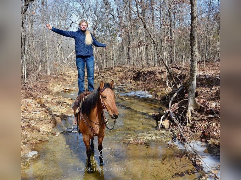 American Quarter Horse Giumenta 7 Anni 152 cm Falbo in Park Hills, MO