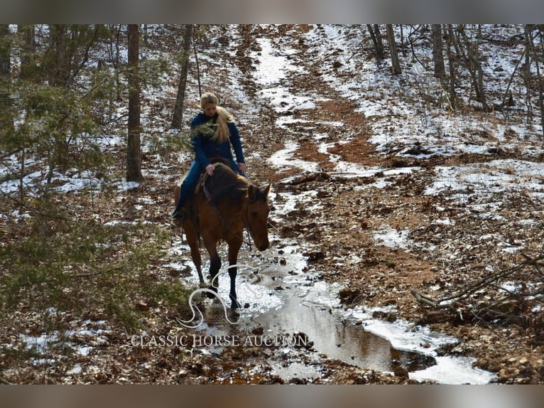 American Quarter Horse Giumenta 7 Anni 152 cm Falbo in Park Hills, MO