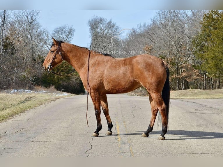 American Quarter Horse Giumenta 7 Anni 152 cm Falbo in Park Hills, MO