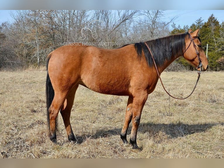 American Quarter Horse Giumenta 7 Anni 152 cm Falbo in Park Hills, MO