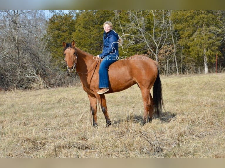 American Quarter Horse Giumenta 7 Anni 152 cm Falbo in Park Hills, MO