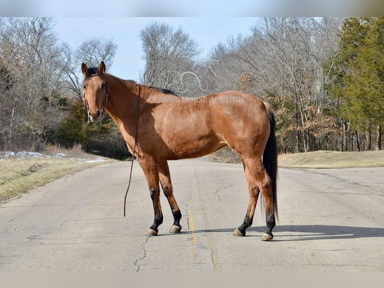 American Quarter Horse Giumenta 7 Anni 152 cm Falbo in Park Hills, MO