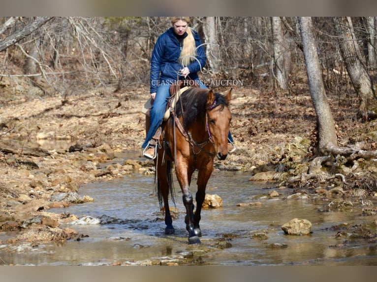 American Quarter Horse Giumenta 7 Anni 152 cm Falbo in Park Hills, MO