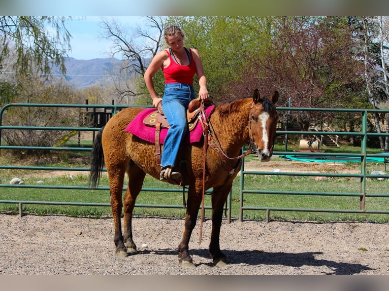 American Quarter Horse Giumenta 7 Anni 152 cm Falbo in Fort Collins CO