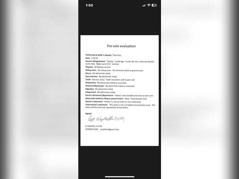 American Quarter Horse Giumenta 7 Anni 152 cm Falbo in Fort Collins CO