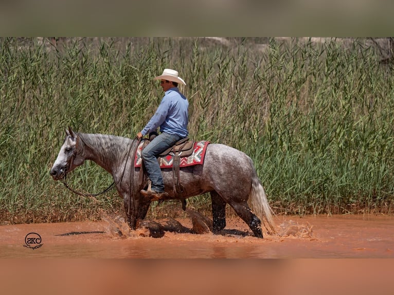 American Quarter Horse Giumenta 7 Anni 152 cm Grigio in Canyon, TX