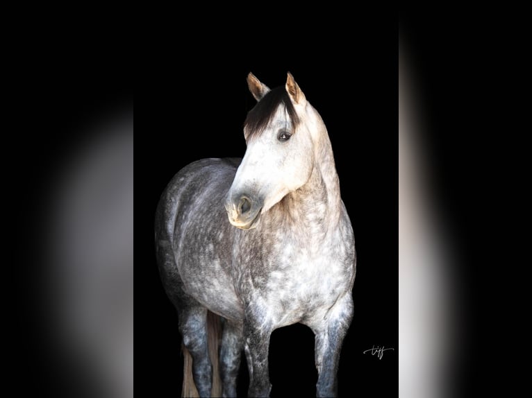 American Quarter Horse Giumenta 7 Anni 152 cm Grigio pezzato in Pomaria SC