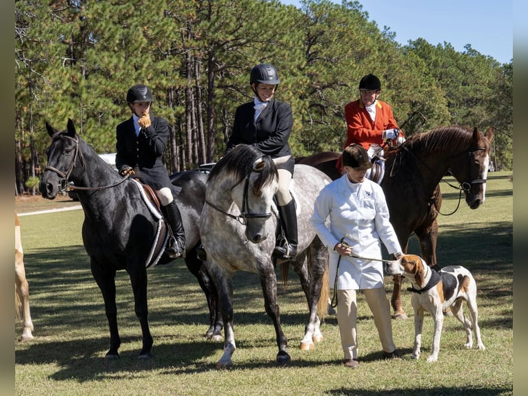 American Quarter Horse Giumenta 7 Anni 152 cm Grigio pezzato in Pomaria SC