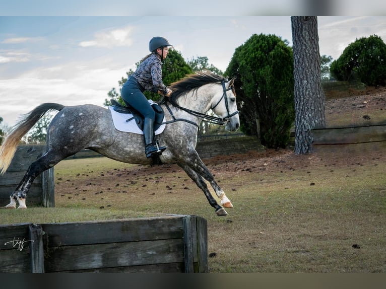 American Quarter Horse Giumenta 7 Anni 152 cm Grigio pezzato in Pomaria SC