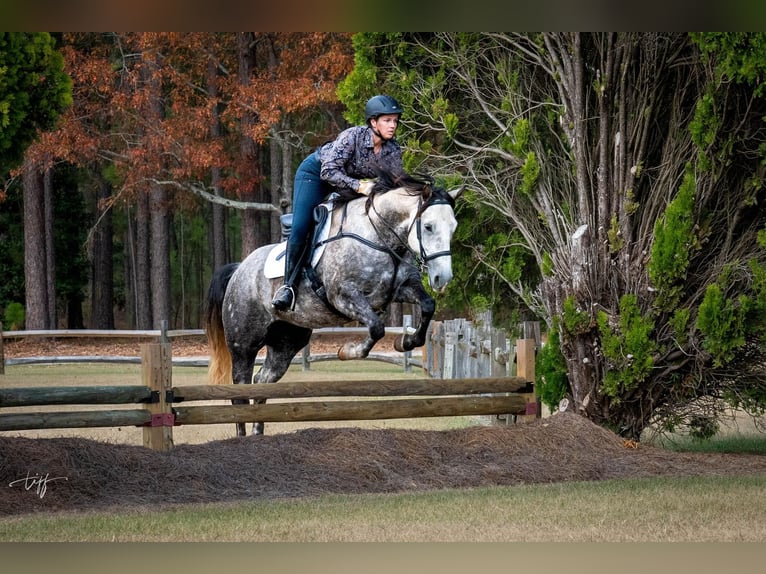 American Quarter Horse Giumenta 7 Anni 152 cm Grigio pezzato in Pomaria SC