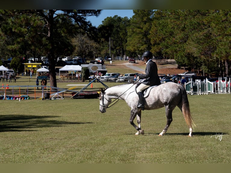 American Quarter Horse Giumenta 7 Anni 152 cm Grigio pezzato in Pomaria SC