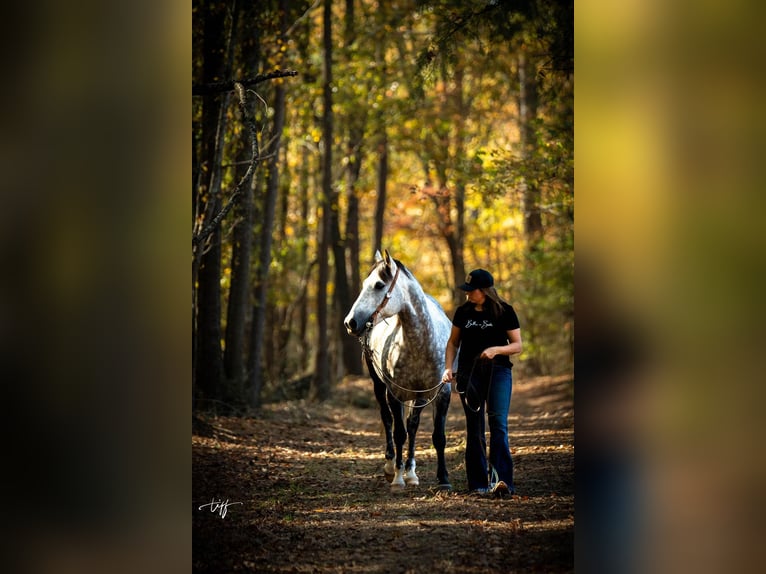 American Quarter Horse Giumenta 7 Anni 152 cm Grigio pezzato in Pomaria SC