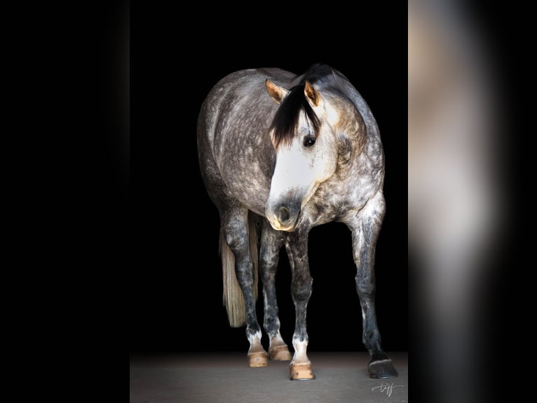 American Quarter Horse Giumenta 7 Anni 152 cm Grigio pezzato in Pomaria SC