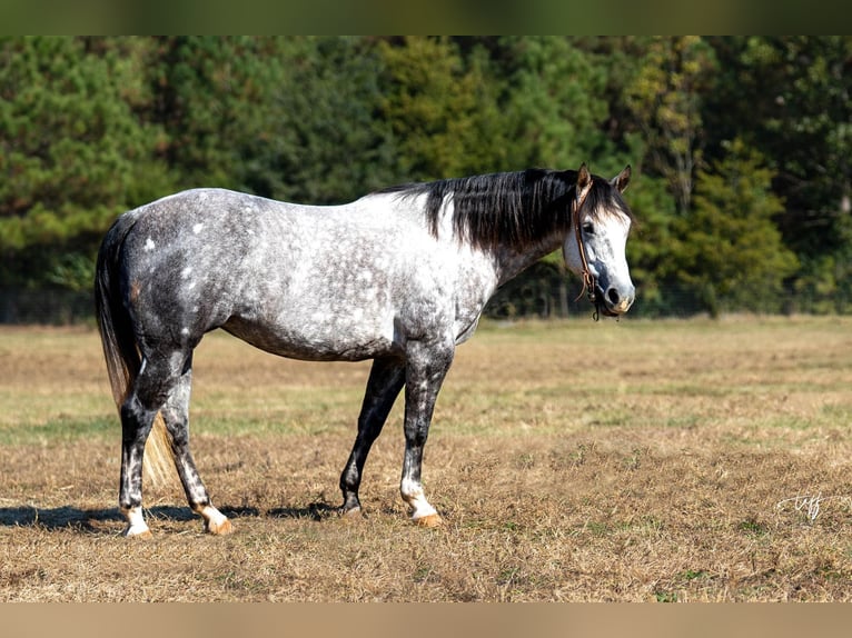 American Quarter Horse Giumenta 7 Anni 152 cm Grigio pezzato in Pomaria SC