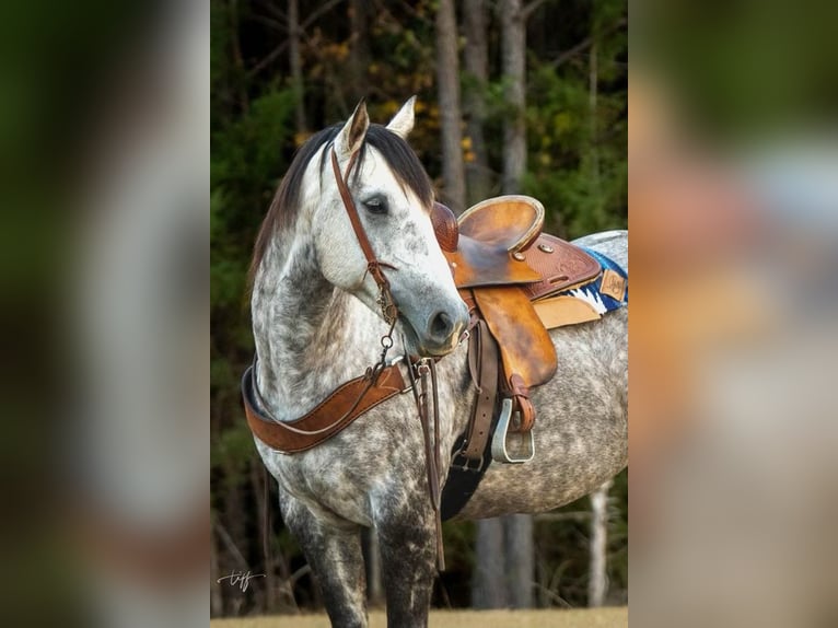 American Quarter Horse Giumenta 7 Anni 152 cm Grigio pezzato in Pomaria SC