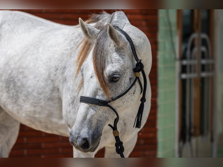 American Quarter Horse Giumenta 7 Anni 152 cm Grigio in Victoria