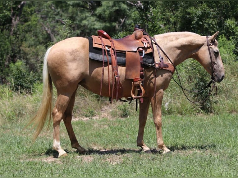 American Quarter Horse Giumenta 7 Anni 152 cm Palomino in Lipan TX