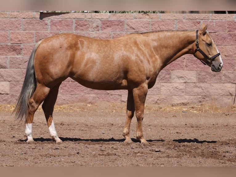 American Quarter Horse Giumenta 7 Anni 152 cm Palomino in Belen