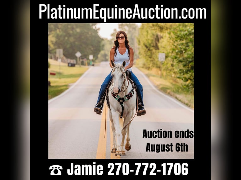 American Quarter Horse Giumenta 7 Anni 152 cm Pelle di daino in Auburn KY