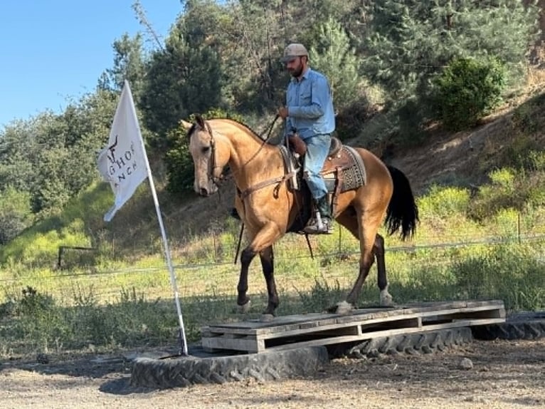 American Quarter Horse Giumenta 7 Anni 152 cm Pelle di daino in Tres Pinos