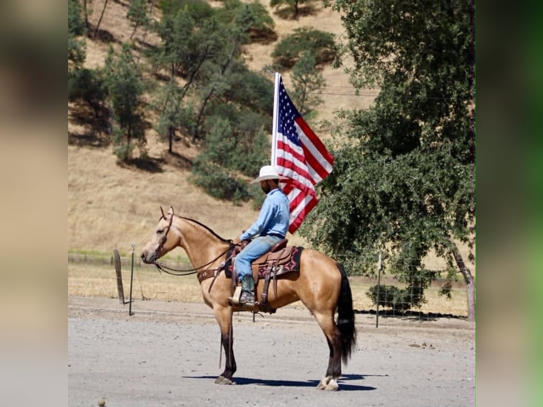 American Quarter Horse Giumenta 7 Anni 152 cm Pelle di daino in Tres Pinos