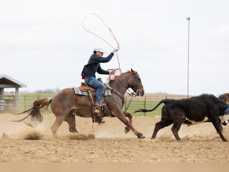 American Quarter Horse Giumenta 7 Anni 152 cm Roano rosso in Decorah