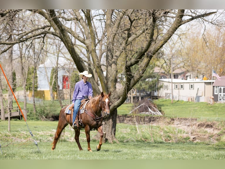American Quarter Horse Giumenta 7 Anni 152 cm Roano rosso in Decorah
