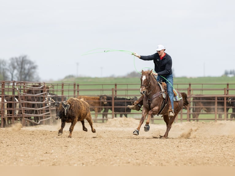 American Quarter Horse Giumenta 7 Anni 152 cm Roano rosso in Decorah