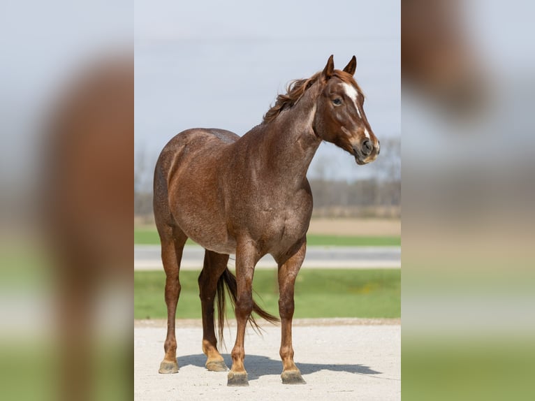 American Quarter Horse Giumenta 7 Anni 152 cm Roano rosso in Decorah