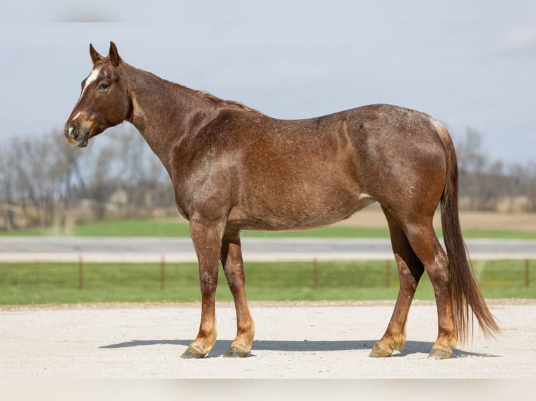 American Quarter Horse Giumenta 7 Anni 152 cm Roano rosso in Decorah
