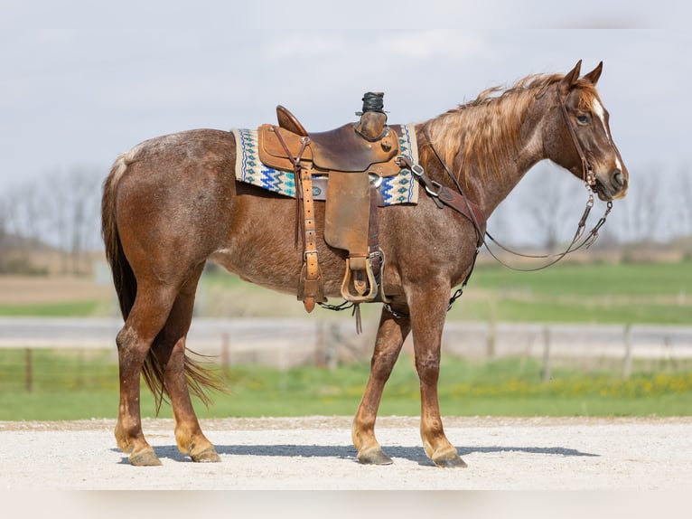 American Quarter Horse Giumenta 7 Anni 152 cm Roano rosso in Decorah