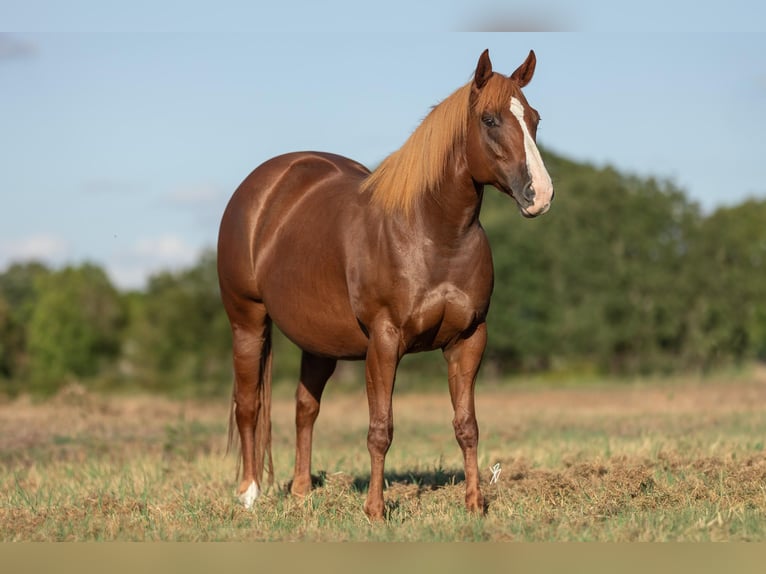 American Quarter Horse Giumenta 7 Anni 152 cm Sauro ciliegia in Collinsville, TX