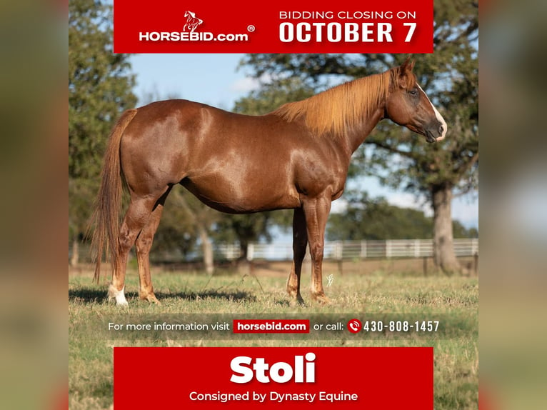 American Quarter Horse Giumenta 7 Anni 152 cm Sauro ciliegia in Collinsville, TX