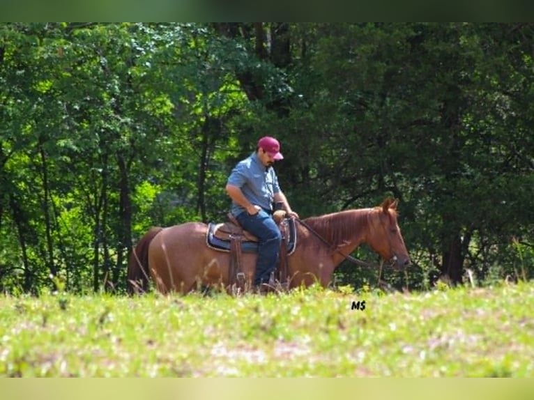 American Quarter Horse Giumenta 7 Anni 152 cm Sauro ciliegia in Whitesboro