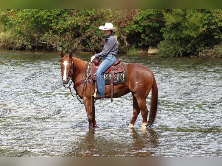 American Quarter Horse Giumenta 7 Anni 152 cm Sauro ciliegia in Clarion, PA