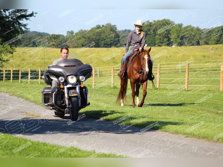 American Quarter Horse Giumenta 7 Anni 152 cm Sauro ciliegia in Clarion, PA